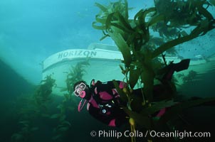 Diver amidst kelp forest, San Clemente Island