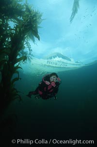 Diver amidst kelp forest, San Clemente Island