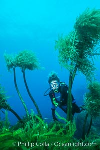 Palm kelp. Southern sea palm, Eisenia arborea, Guadalupe Island (Isla Guadalupe)