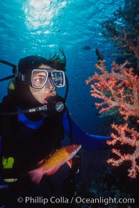 Diver and alcyonarian soft coral, Northern Red Sea, Egyptian Red Sea