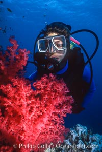 Diver and alcyonarian soft coral, Northern Red Sea, Egyptian Red Sea