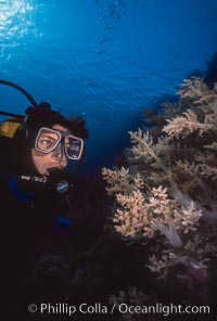 Diver and alcyonarian soft coral, Northern Red Sea, Egyptian Red Sea