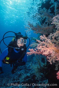 Diver and alcyonarian soft coral, Northern Red Sea, Egyptian Red Sea