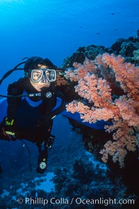 Diver and alcyonarian soft coral, Northern Red Sea, Egyptian Red Sea