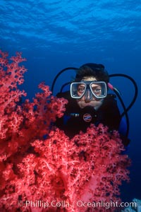 Diver and alcyonarian soft coral, Northern Red Sea, Egyptian Red Sea