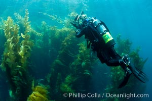 Diver and Kelp Forest, Catalina Island