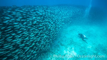 Diver and Large School of Scad, Isla Partida, Sea of Cortez