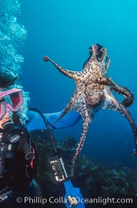 Diver and Octopus, Farnsworth Banks, Catalina Island