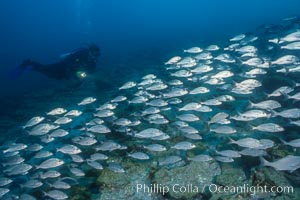 Diver and Schooling Fish, Galapagos Islands