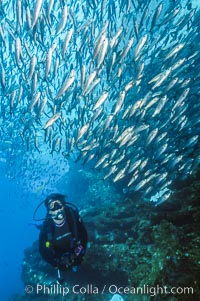 Diver and Schooling Fish, Galapagos Islands. Ecuador, natural history stock photograph, photo id 36273