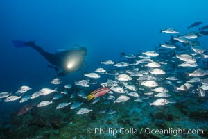 Diver and Schooling Fish, Galapagos Islands