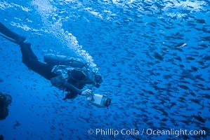 Diver and Schooling Fish, Galapagos Islands