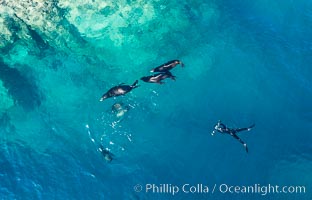 Diver and sea lions, Las Animas island, aerial photo, Sea of Cortez, Zalophus californianus