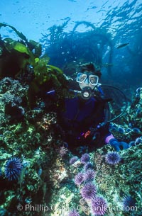 Diver and Sea Urchins, Laguna Beach