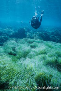 Diver and Southern Sea Palms, Guadalupe Island, Mexico, Guadalupe Island (Isla Guadalupe)