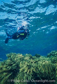 Diver and Southern Sea Palms, Guadalupe Island, Mexico, Guadalupe Island (Isla Guadalupe)