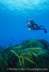 Diver and Southern Sea Palms, Guadalupe Island, Mexico, Guadalupe Island (Isla Guadalupe)