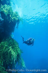 Diver and Southern Sea Palms, Guadalupe Island, Mexico, Guadalupe Island (Isla Guadalupe)