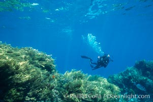 Diver and kelp covered reef, Isla Guadalupe, Mexico