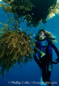 Diver and juvenile inshore fish, offshore drift kelp, San Diego, California