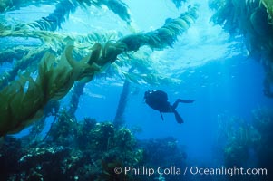 Diver and kelp, San Clemente Island