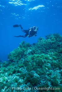 Diver, rocky reef covered with lowlying kelps, Guadalupe Island (Isla Guadalupe)