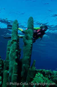 Diver and pillar coral, Roatan