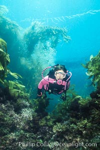 Claudia glides through giant kelp, San Clemente Island