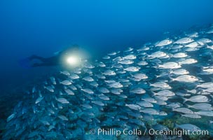 Diver and schooling fish. Galapagos Islands, Ecuador, natural history stock photograph, photo id 03468