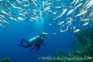 Diver and schooling fish