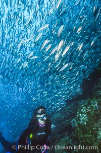 Diver and schooling fish