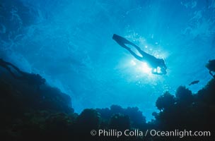 SCUBA diver, Guadalupe Island, Baja California, Mexico.