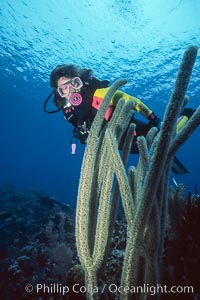 Diver and whip coral, Roatan, Honduras.