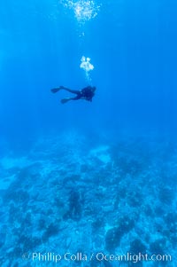 Divers swim over granite reef structure, Abalone Point, Guadalupe Island (Isla Guadalupe)