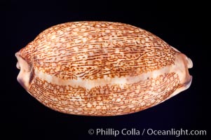 Dog-Rose Cowrie, Cypraea eglantina