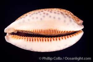 Dog-Rose Cowrie, Cypraea eglantina