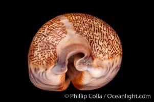 Dog-Rose Cowrie, Cypraea eglantina