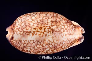 Dog-Rose Cowrie, Cypraea eglantina perconfusa