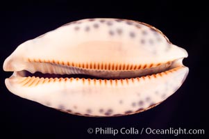 Dog-Rose Cowrie, Cypraea eglantina perconfusa