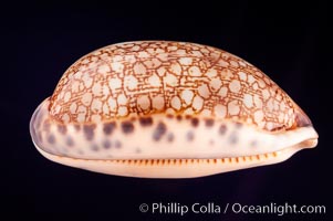 Dog-Rose Cowrie, Cypraea eglantina perconfusa