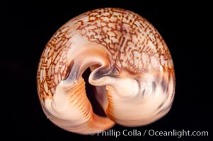 Dog-Rose Cowrie, Cypraea eglantina perconfusa