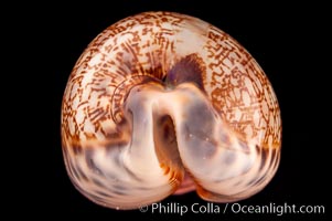 Dog-Rose Cowrie, Cypraea eglantina perconfusa