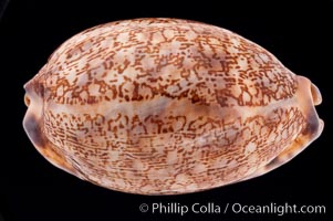 Dog-Rose Cowrie, Cypraea eglantina