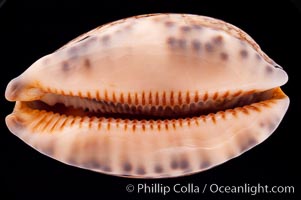 Dog-Rose Cowrie, Cypraea eglantina