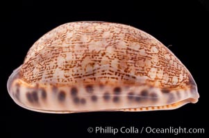 Dog-Rose Cowrie, Cypraea eglantina