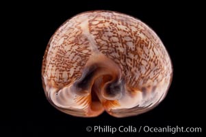 Dog-Rose Cowrie, Cypraea eglantina