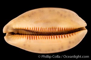 Dog-Rose Cowrie, Cypraea eglantina griseoformis