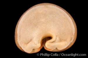 Dog-Rose Cowrie, Cypraea eglantina griseoformis