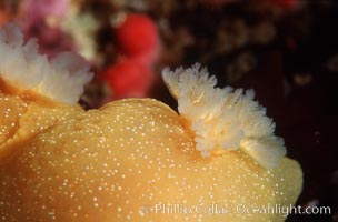 Nudibranch San Miguel Island, Doriopsilla albopunctata