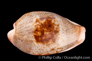 Dorsal-Blotched Greenish Cowrie, Cypraea subviridis dorsalis